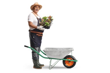 Önlük ve çizme giyen ve beyaz arka planda izole edilmiş bitkileri tutan el arabası olan olgun bir adam.