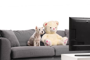 Batılı teriyer köpeği ve beyaz arka planda izole edilmiş bir televizyonun önündeki gri koltukta bir oyuncak ayı.
