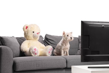 Batılı teriyer köpeği ve beyaz arka planda izole edilmiş bir televizyonun önündeki gri koltukta oturan bir oyuncak ayı.