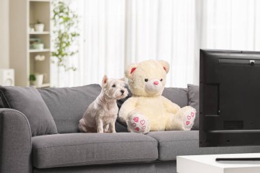 Westie Terrier köpeği ve bir oyuncak ayı oturma odasındaki televizyonun önündeki gri koltukta oturuyorlar.