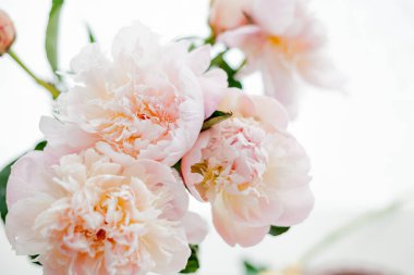Bouquet of pink peonies. Spring mood at home. Cosy.