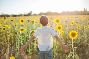 Little cute boy 8 years old in a sunflower field. Portrait of a happy child.