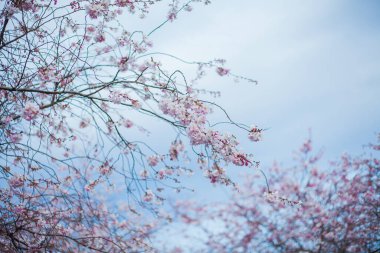 Kiraz çiçekleri. Ağaçlarda pembe çiçekler olan park.