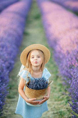 Mavi elbiseli, kahverengi gözlü, 5 yaşında şirin bir kızın portresi. Lavanta tarlasında mutlu bir çocuk.