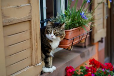 Almanya 'nın eski bir kasabasında ev, pencere eşiğinde bir kedi oturuyor..