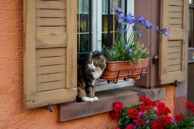 Almanya 'nın eski bir kasabasında ev, pencere eşiğinde bir kedi oturuyor..