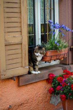 Almanya 'nın eski bir kasabasında ev, pencere eşiğinde bir kedi oturuyor..