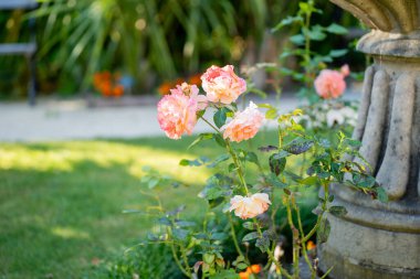 Almanya 'da güller, palmiyeler, eski pınarlar olan güzel bir park..