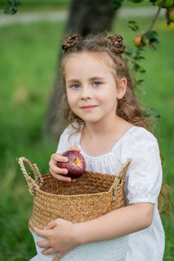 Uzun saçlı, mavi gözlü, beyaz elbiseli tatlı kıvırcık kız bahçeden elma topluyor..