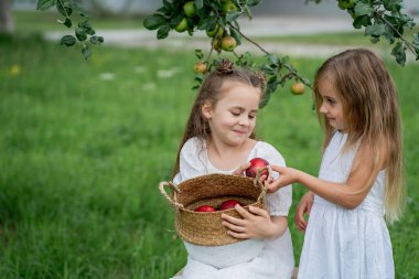 Şirin iki küçük kız arkadaş gülümsüyor ve bahçede sepetten elma topluyorlar. Meyveler.