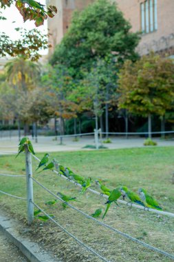 Yeşil papağanlar çitin üzerinde oturarak Barcelona parkında yemek yiyorlar. Güzel renkli kuşlar. Yaz.