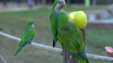 Yeşil büyük papağanlar şehir parkında yeşil elma yerler. Güneşli hava, yaz.