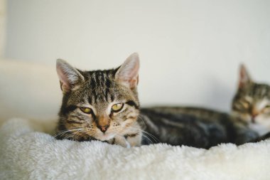 İki sevimli üç renkli melez kedi, 4 aylık, evde..