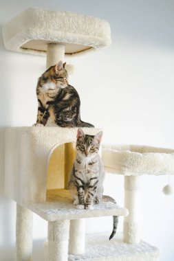 İki sevimli üç renkli melez kedi, 4 aylık, evde..