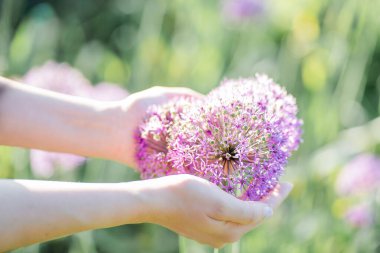 Parkta büyük, güzel bir mor çiçeği tutan kadın ellerinin yakın çekimi..