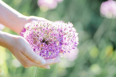 Parkta büyük, güzel bir mor çiçeği tutan kadın ellerinin yakın çekimi..