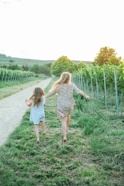 Küçük kız kardeşler yazın güneşin altında üzüm bağlarının arasında yürüyorlar. Mutlu çocukluk.