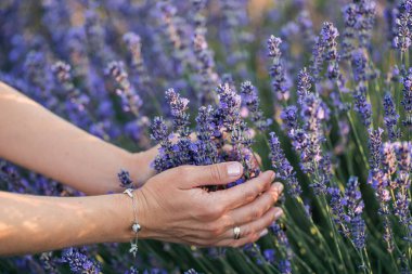 Tarlada lavanta toplayan kadınların yakın çekimi..