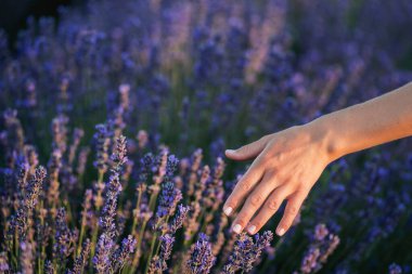 Tarlada lavanta toplayan kadınların yakın çekimi..