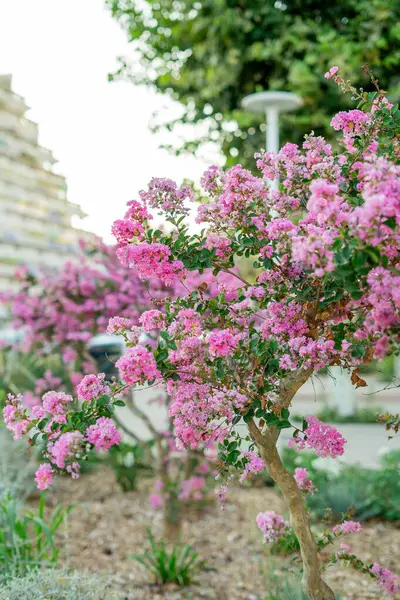 Fransız sahil kasabasının merkezinde pembe çiçekli ağaçlar..