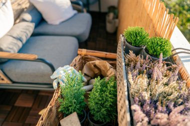 Balkon çiçekleri. Sonbahar fidanları ve yeşil bitkiler. Ekmek için hazırlık. Ev.