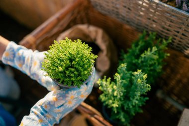 Balcony flowers. Hands in garden gloves holding plant seedlings. Preparation for planting in the fall. Home.