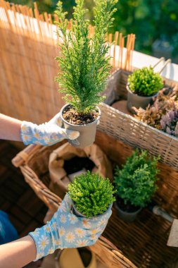 Balcony flowers. Hands in garden gloves holding plant seedlings. Preparation for planting in the fall. Home.