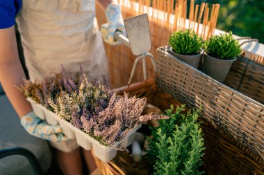 Balcony flowers. Hands in garden gloves holding plant seedlings. Preparation for planting in the fall. Home.