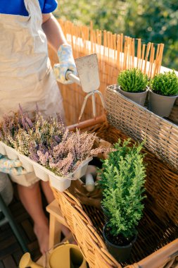 Balcony flowers. Hands in garden gloves holding plant seedlings. Preparation for planting in the fall. Home.