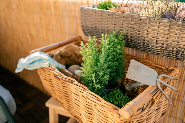 Balkon çiçekleri. Sonbahar fidanları ve yeşil bitkiler. Ekmek için hazırlık. Ev.