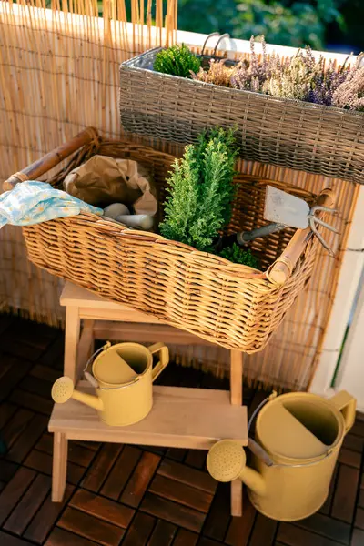 Balkon çiçekleri. Sonbahar fidanları ve yeşil bitkiler. Ekmek için hazırlık. Ev.