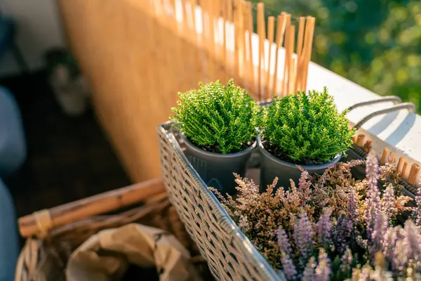 Balkon çiçekleri. Sonbahar fidanları ve yeşil bitkiler. Ekmek için hazırlık. Ev.