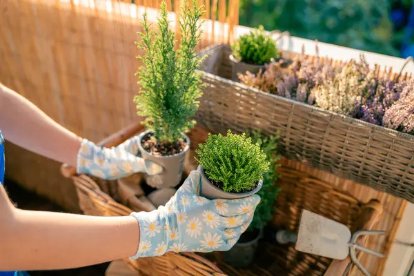 Balcony flowers. Hands in garden gloves holding plant seedlings. Preparation for planting in the fall. Home.