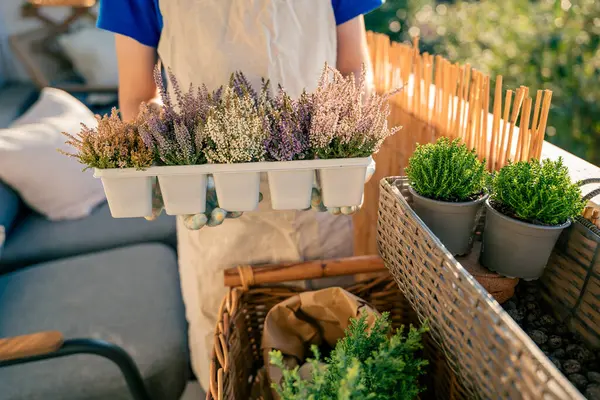 Balcony flowers. Hands in garden gloves holding plant seedlings. Preparation for planting in the fall. Home.