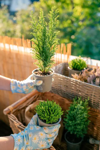 Balcony flowers. Hands in garden gloves holding plant seedlings. Preparation for planting in the fall. Home.
