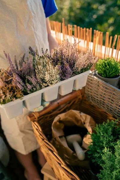 Balcony flowers. Hands in garden gloves holding plant seedlings. Preparation for planting in the fall. Home.
