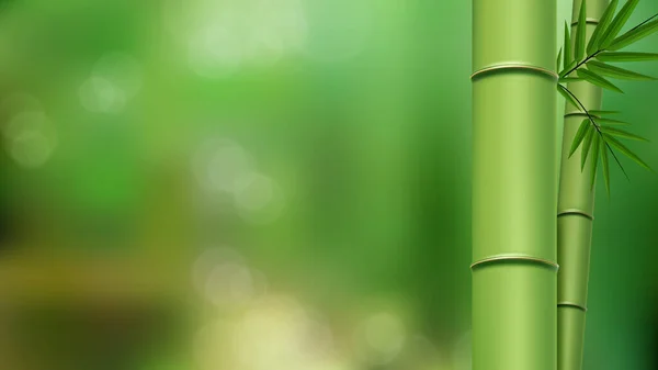 Bulanık Doğal Arkaplan Üzerindeki Bambu Vektör — Stok Vektör