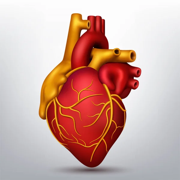 Блискуче Людське Серце Ізольоване Білому Тлі Реалістична Векторна Ілюстрація — стоковий вектор