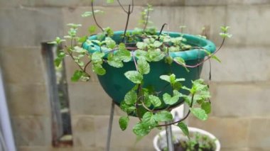 Yağmurdan Sonra Yağmur Damlası ile Yeşil Taze Botanik Yaprağı