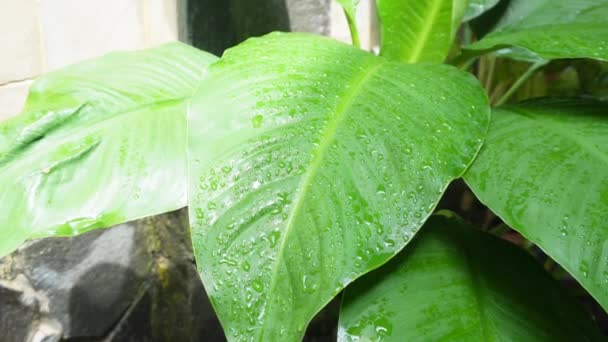 Daun Botani Hijau Segar Dengan Hujan Setetes Setelah Hujan — Stok Video