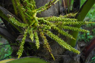 Yeşil Genç Hindistancevizi Ağaçta filizleniyor