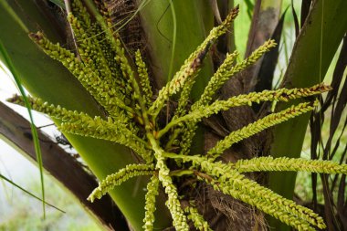 Yeşil Genç Hindistancevizi Ağaçta filizleniyor