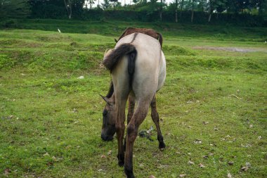 White horse eating grass on green fields landscape