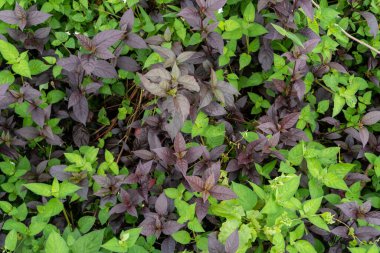 Red and green leaves bushes nature close up
