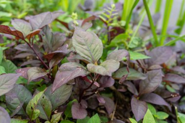 Red and green leaves bushes nature close up