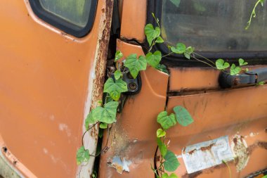 Abandoned broken trucks in the middle of nature covered in wild bushes close up