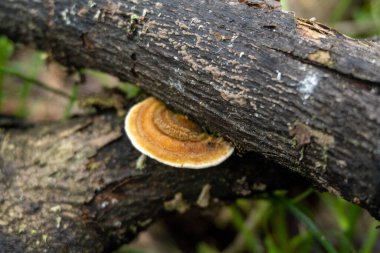 A pile of damp tree branches with growing mushrooms close up