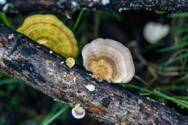 A pile of damp tree branches with growing mushrooms close up