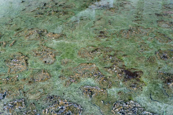 Green mossy ground on abandoned place close up