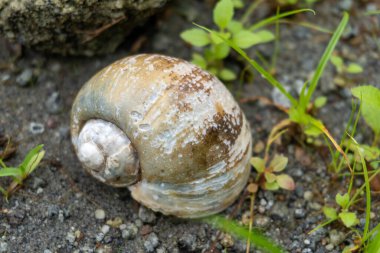 Empty conch shell among the grass in the wild close up
